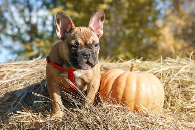 Portrait of a French Bulldog puppy and several pumpkin