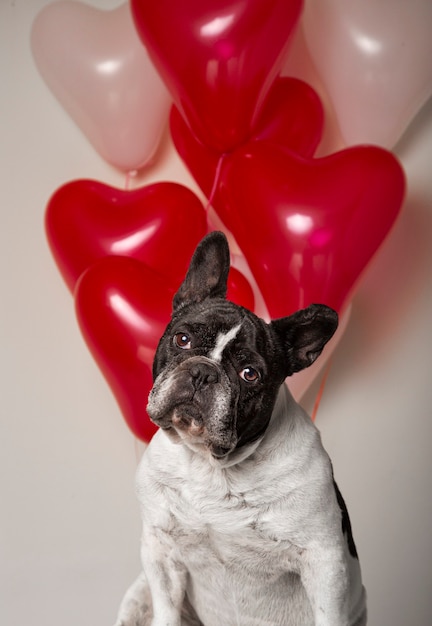 Portrait of French bulldog with colorful heart shaped balloons background.