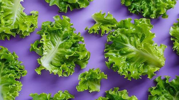 Photo portrait of fresh green lettuce salad on purple background