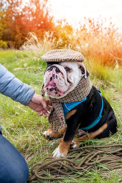 Portrait of funny Black and white English British Bulldog wearing a classic