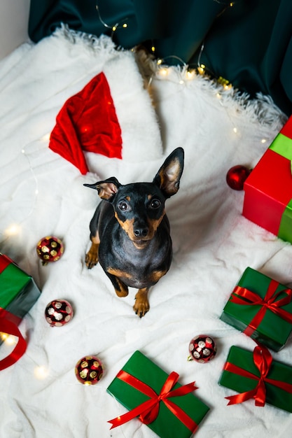 Portrait of funny dog miniature pinscher playing with Christmas ball around gift boxes