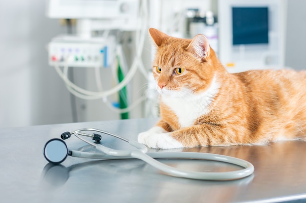 Portrait of a funny ginger cat on the table in the operating room. Veterinary medicine concept