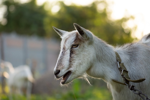 The portrait of funny goat on green field. Beautiful young goat portrait outdoors at sunset.