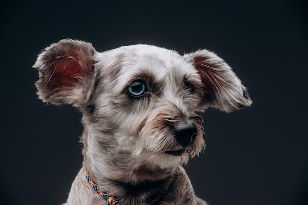 Portrait of a funny gray dog with multi-colored eyes