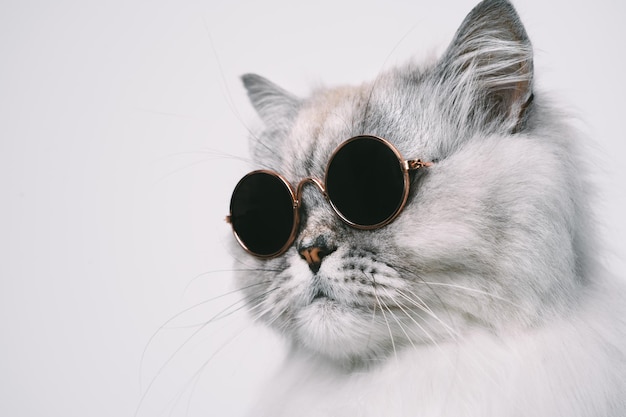 Portrait of funny grey cat in sunglasses Copy space