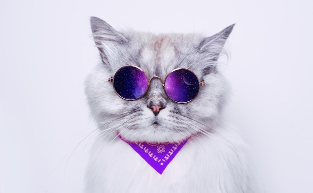 Portrait of funny grey cat in sunglasses reflecting space Copy space