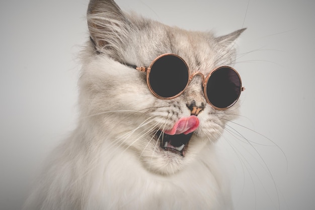 Portrait of funny grey cat with open mouth in sunglasses Cat licking lips Copy space