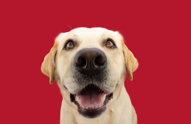 Portrait funny and happy smiling labrador retriever dog Isolated on red background