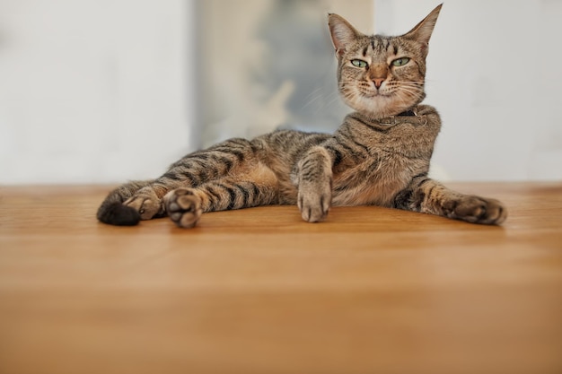 Portrait of a funny looking tabby cat lying on a wooden table Low angle of a smug pet with an odd expression relaxing on an indoor surface Curious brown domestic shorthair kitten at waiting home