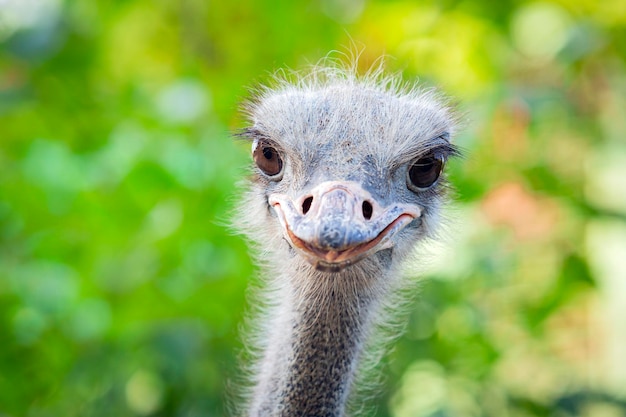 Portrait of a funny ostrich. Head of an ostrich close-up.