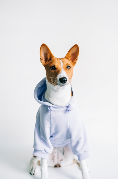 Portrait of funny red white basenji dog wearing hoodie and looking on camera.