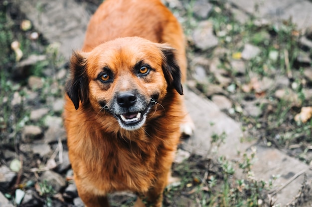 Portrait of a funny street dog looking on camera.