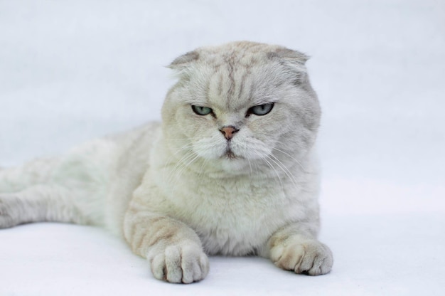 Portrait of a funny white British cat with blue eyes on a white background The concept of favorite pets