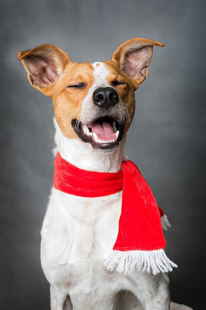 Portrait of funny xmas dog