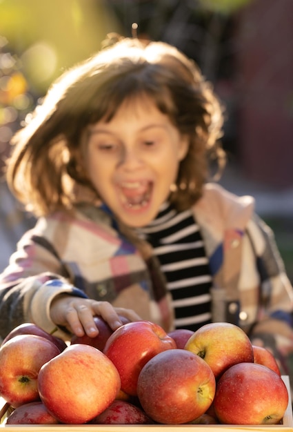 Portrait of gardener child girl hands pick fresh apples from wooden drawer apples