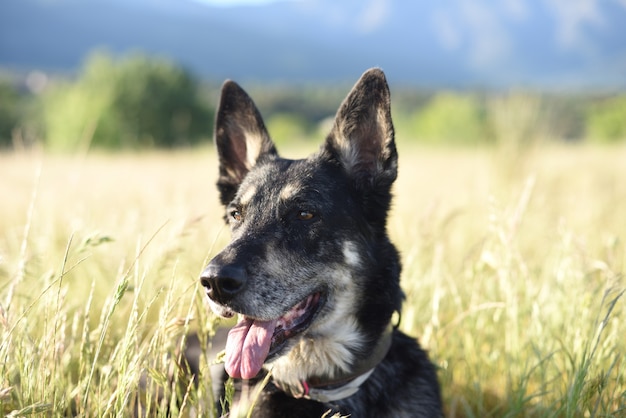 Portrait of German dog close-up on a sunny meadow in summertime