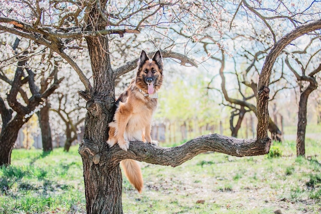 Portrait of a German shepherd dog. Dog outdoor. Purebred dog.