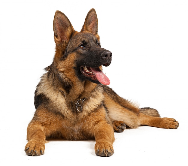 Portrait of a german shepherd dog isolated on white