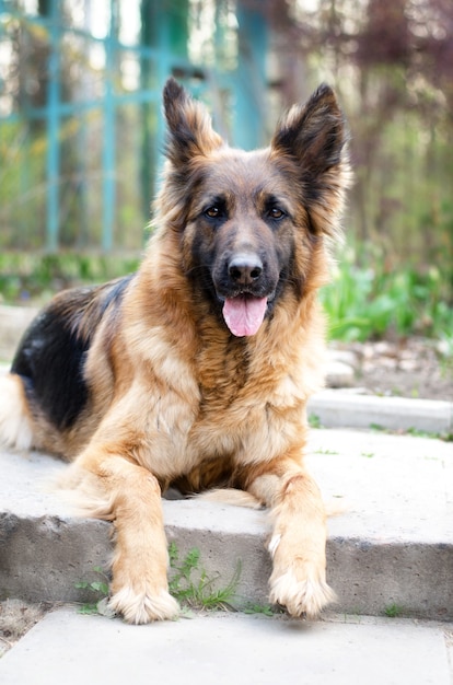 Portrait of german shepherd dog photo of dogs head