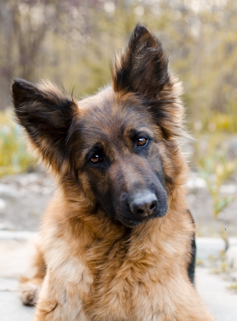 Portrait of german shepherd dog photo of dogs head