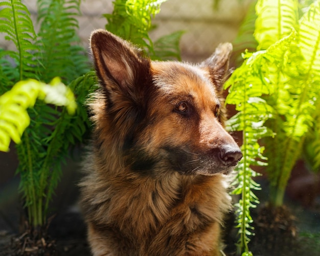 Portrait of a German Shepherd dog sitting in fern looking away Horizontal orientation