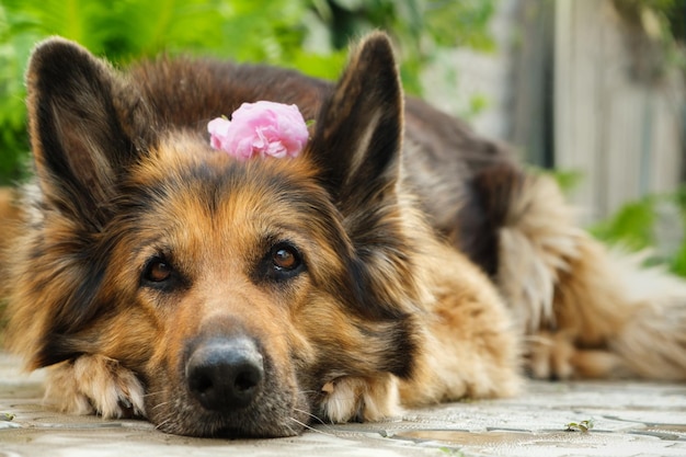 Portrait of a German Shepherd dog with rose flower behind her ear lying on pavement