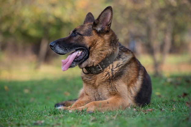 Portrait Of German Shepherd Dog