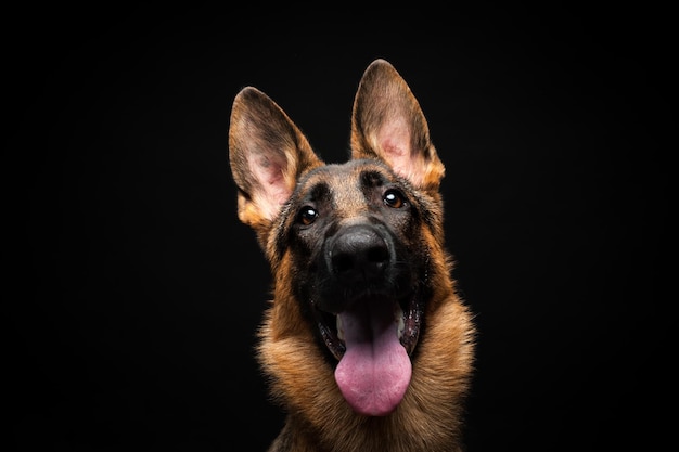 Portrait of a German shepherd in front of an isolated black background