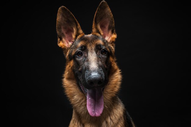 Portrait of a German shepherd in front of an isolated black background