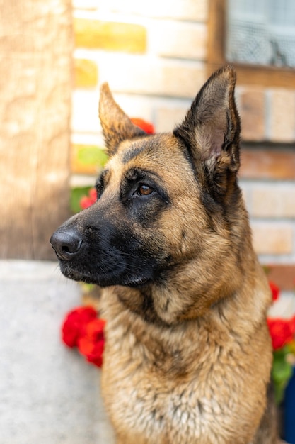 Portrait of a german shepherd german shepherds are the best company for human safety