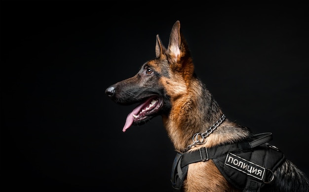 Portrait of a German shepherd police officer in front of an isolated black background