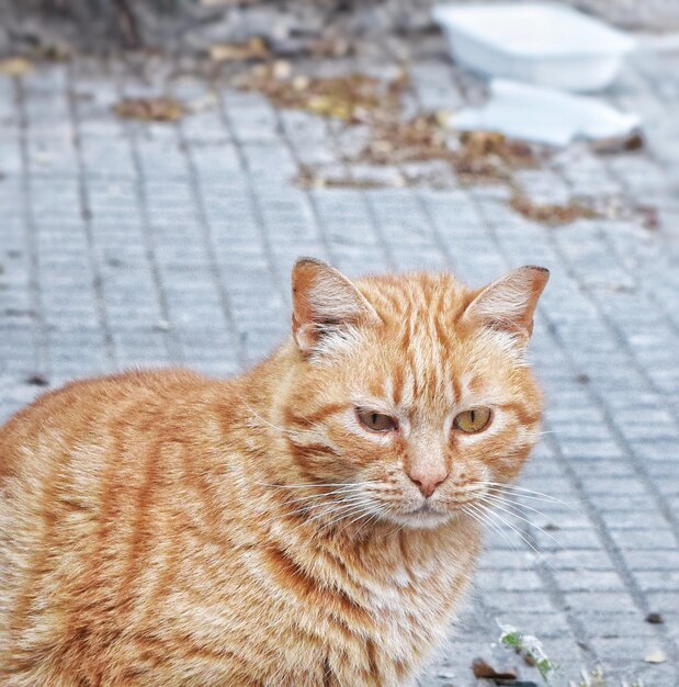 Photo portrait of ginger cat sitting outdoors