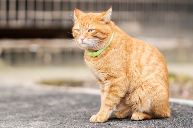 portrait of a ginger cat with a collar sitting on an asphalt road near the house