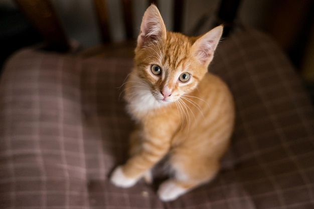 Portrait of a ginger cat with empty space and isolated on beige. High quality photo