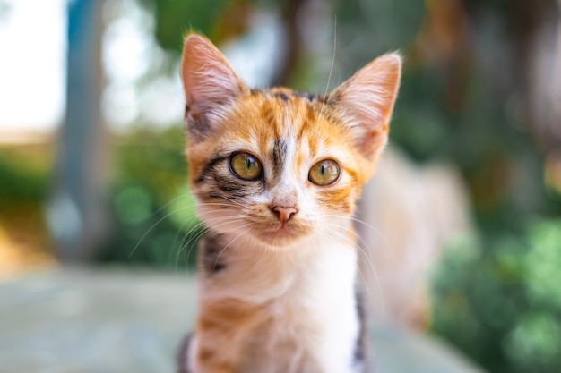 Portrait of a ginger little spotted kitten with a long mustache