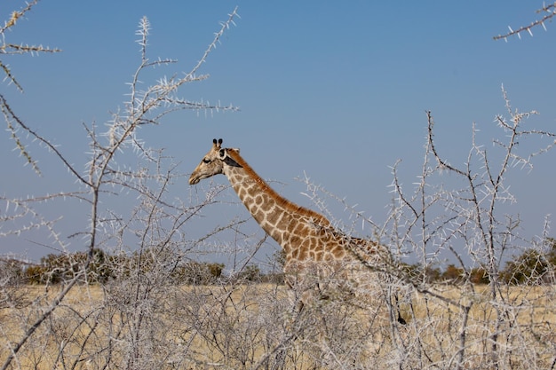 Portrait of a giraffe in the wild in Africa