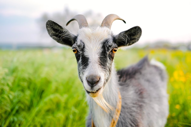 Portrait of the goat in field close upfarm milk agricultural content