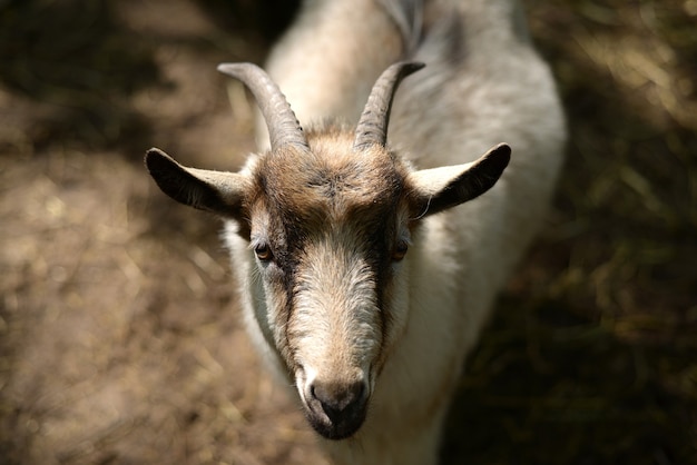 Portrait of a goat on the ground