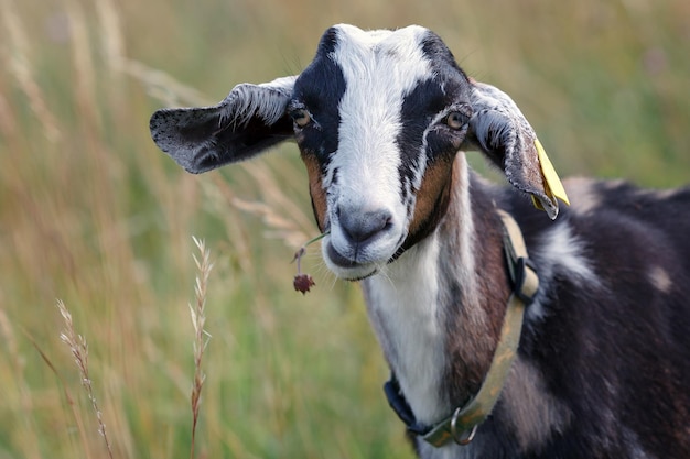 Portrait of goatling in the meadow with a flower in the mouth