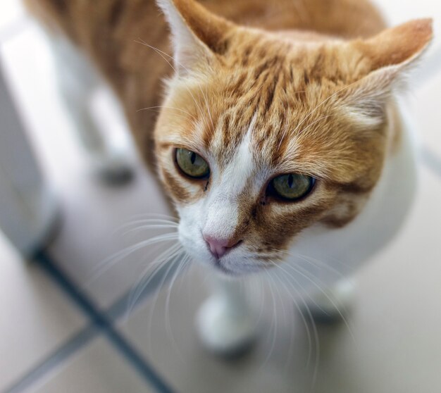 Portrait of a gold colored cat with greenish eyes