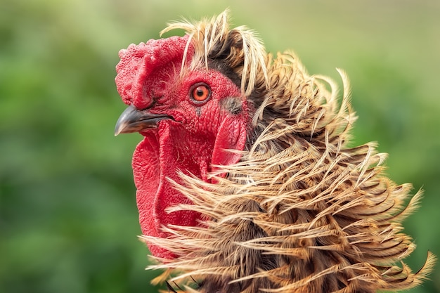 Portrait of a golden brown colour rooster with red crest and  beautiful long feathers