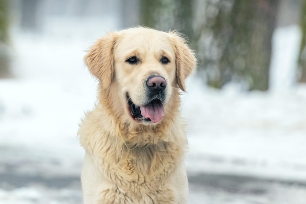 Portrait of a golden retriever dog in the park in winter against the background of snowcovered trees