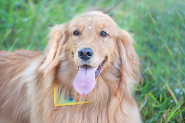 Portrait of a Golden Retriever dog resting in the grass natural light selective focus