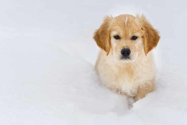 A portrait of a Golden retriever dog in winter snow