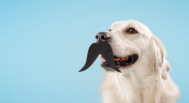 Portrait of golden retriever dog with black fake mustache on stick isolated over blue background