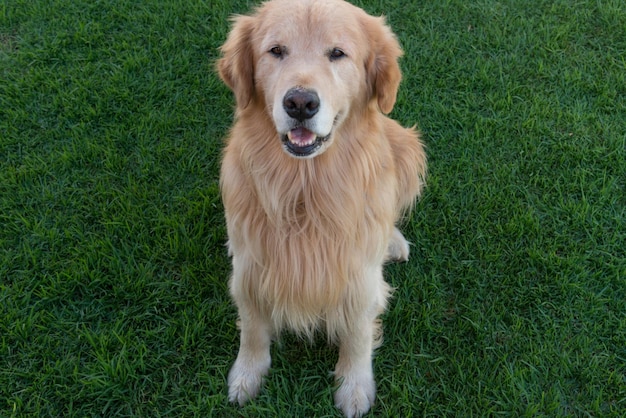 Portrait of golden retriever on grassy field