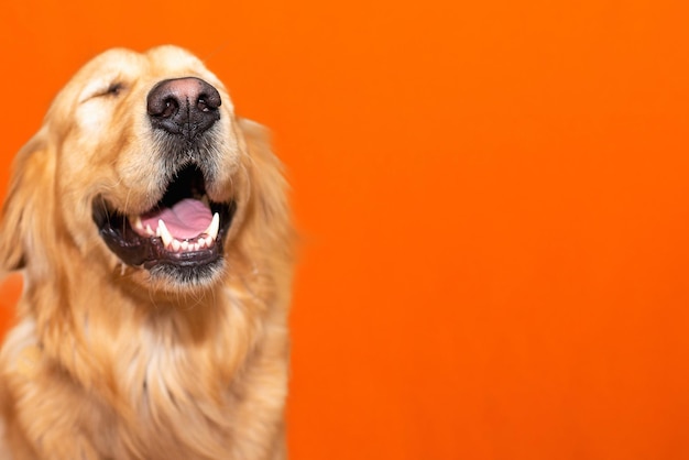 Portrait of golden retriever labrador eyes closed on a orange studio backgroundCopy space