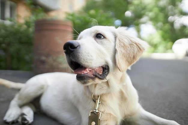 portrait of a golden retriever puppy. Cute puppy close-up