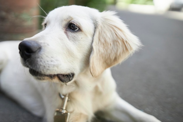 portrait of a golden retriever puppy. Cute puppy close-up