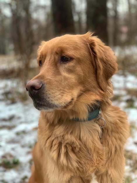 Portrait of a golden retriever in a snowy forest